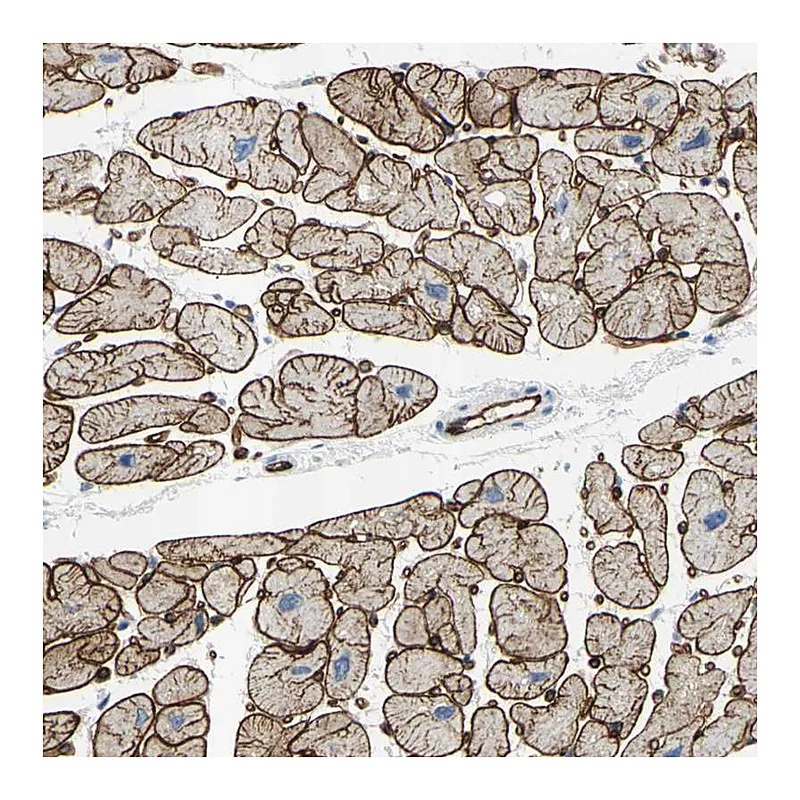 Atlas Antibodies Anti-PRRG2 Antibody