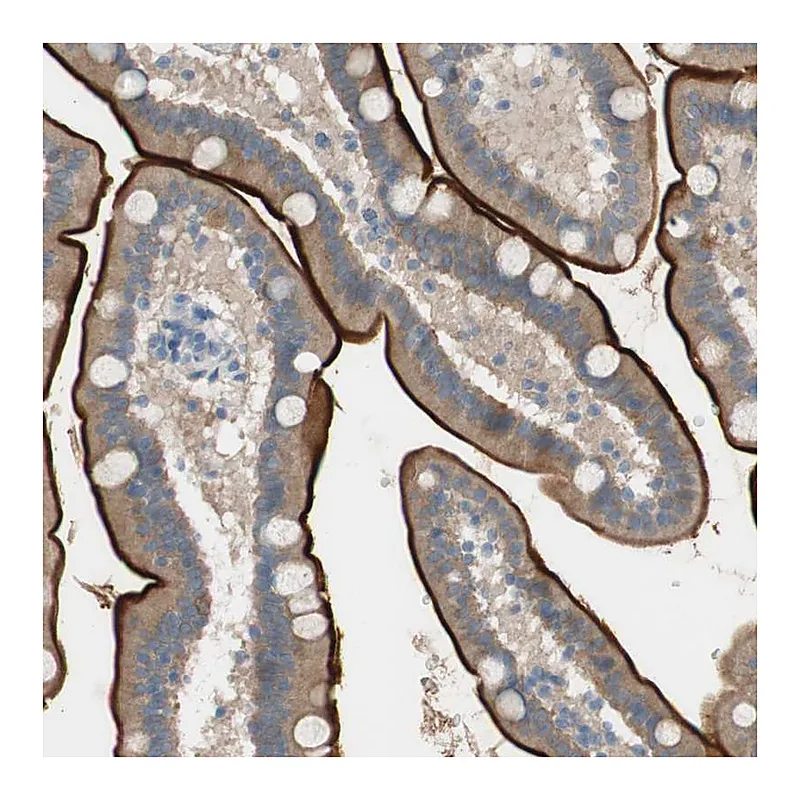 Atlas Antibodies Anti-PRRG4 Antibody