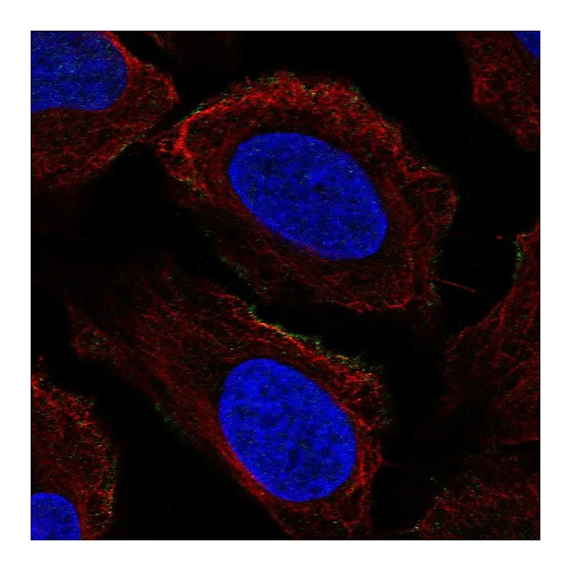 Atlas Antibodies Anti-PRRT2 Antibody