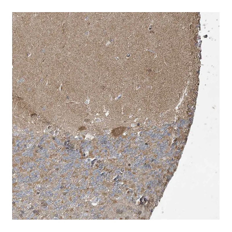 Atlas Antibodies Anti-PRRT3 Antibody
