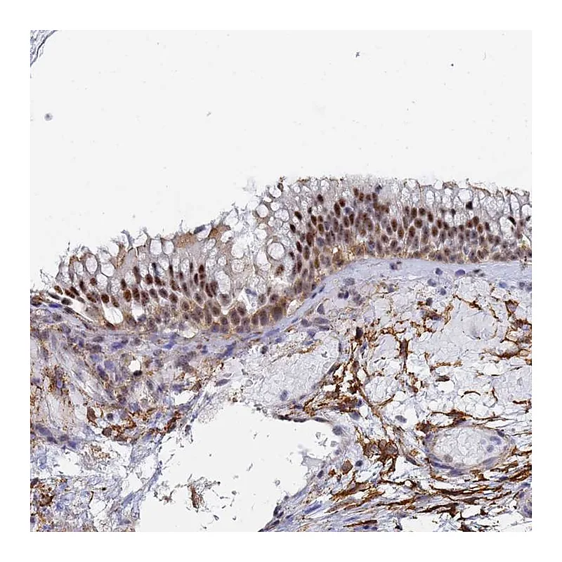 Atlas Antibodies Anti-PRRT4 Antibody