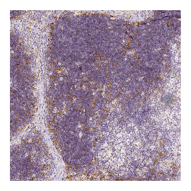 Atlas Antibodies Anti-PRSS16 Antibody