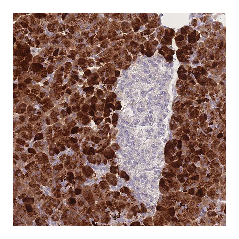 Atlas Antibodies Anti-PRSS22 Antibody