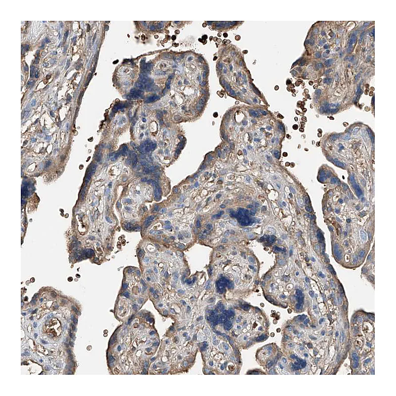 Atlas Antibodies Anti-PRSS23 Antibody