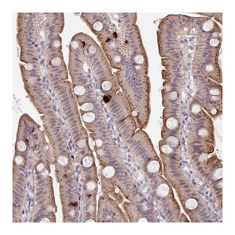 Atlas Antibodies Anti-PRSS33 Antibody
