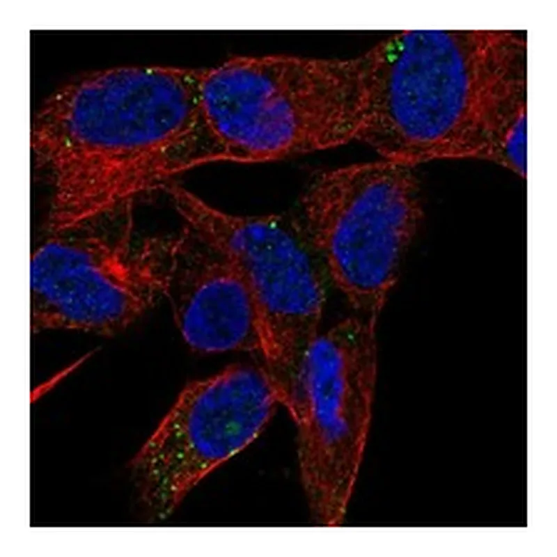 Atlas Antibodies Anti-PRSS27 Antibody