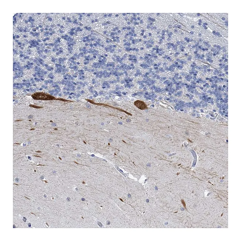 Atlas Antibodies Anti-PRSS12 Antibody