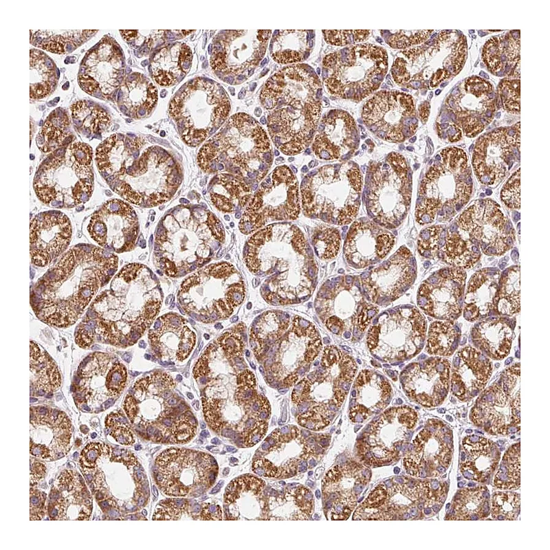 Atlas Antibodies Anti-PRSS48 Antibody
