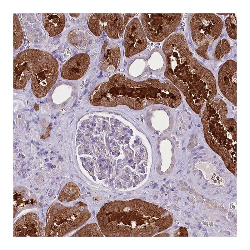 Atlas Antibodies Anti-PRSS53 Antibody