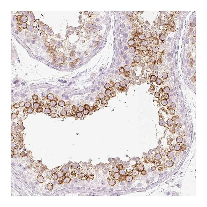 Atlas Antibodies Anti-PRSS50 Antibody