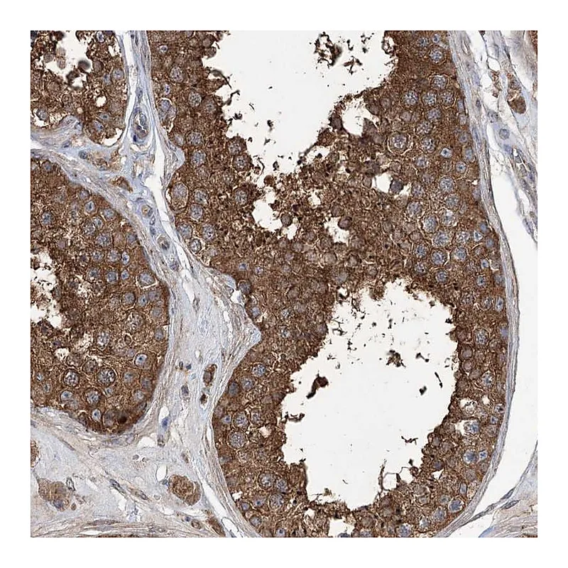 Atlas Antibodies Anti-PRSS53 Antibody