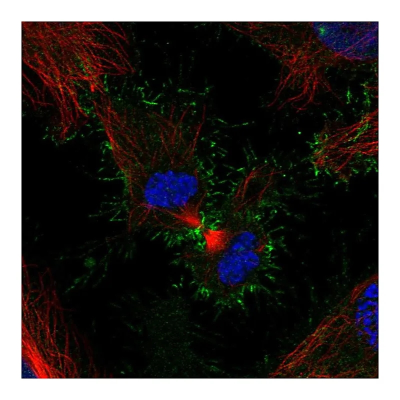 Atlas Antibodies Anti-PSCA Antibody