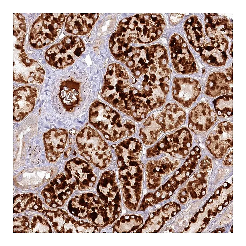 Atlas Antibodies Anti-PSAPL1 Antibody