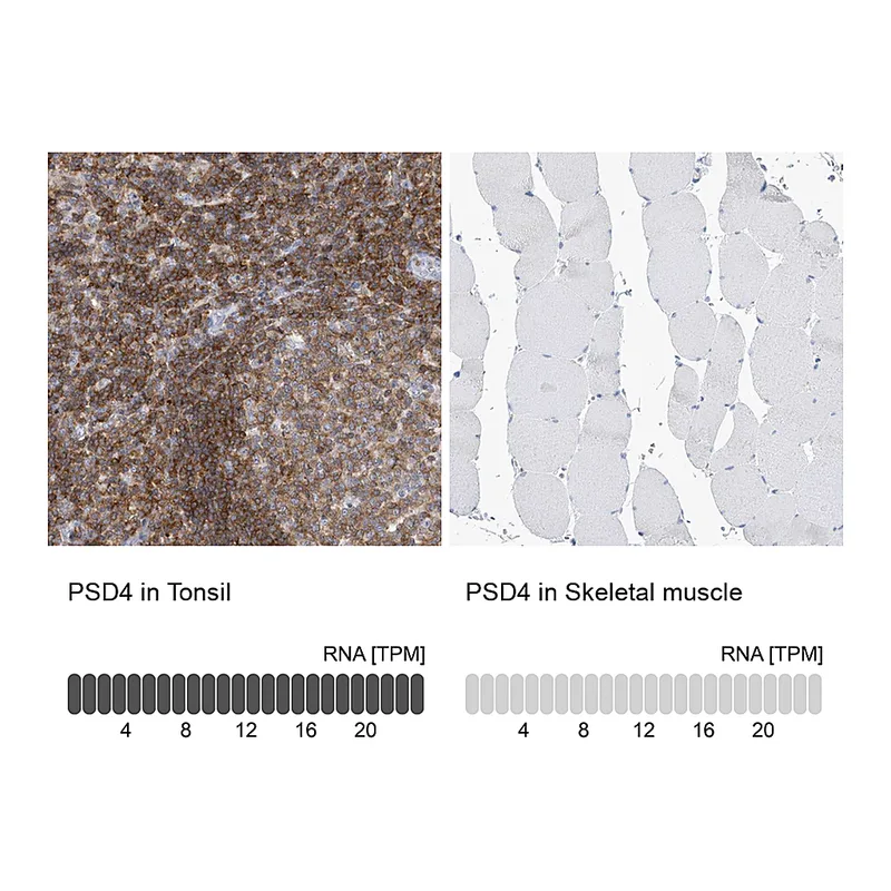 Atlas Antibodies Anti-PSD4 Antibody