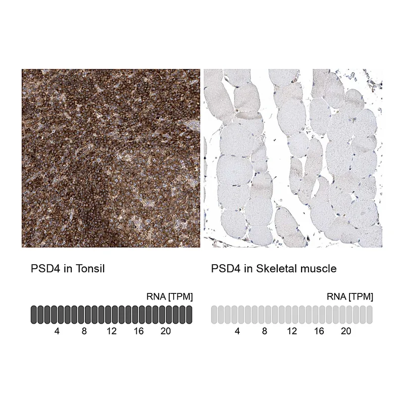 Atlas Antibodies Anti-PSD4 Antibody