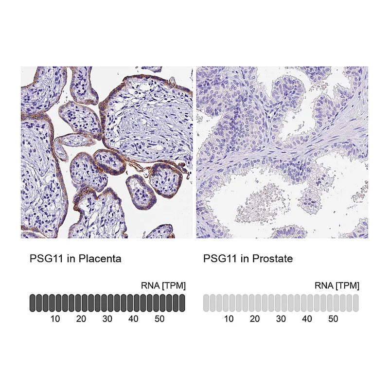 Atlas Antibodies Anti-PSG11 Antibody