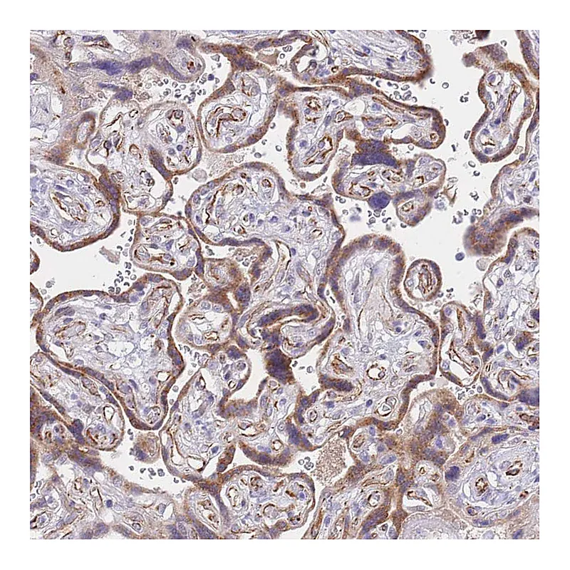 Atlas Antibodies Anti-PSG11 Antibody