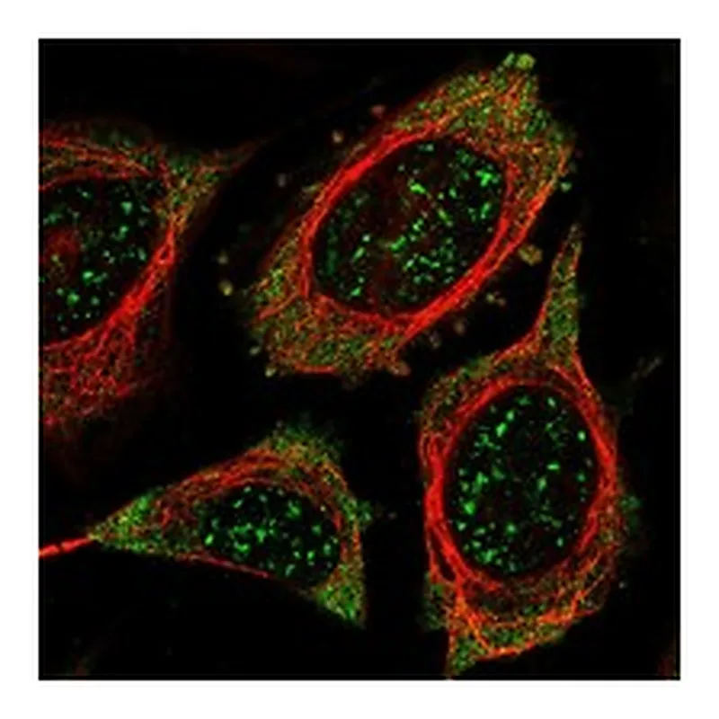 Atlas Antibodies Anti-PSKH1 Antibody