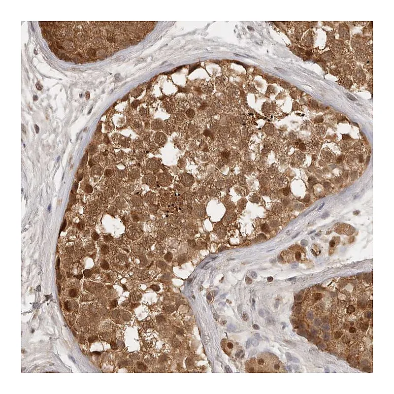 Atlas Antibodies Anti-PSMA5 Antibody