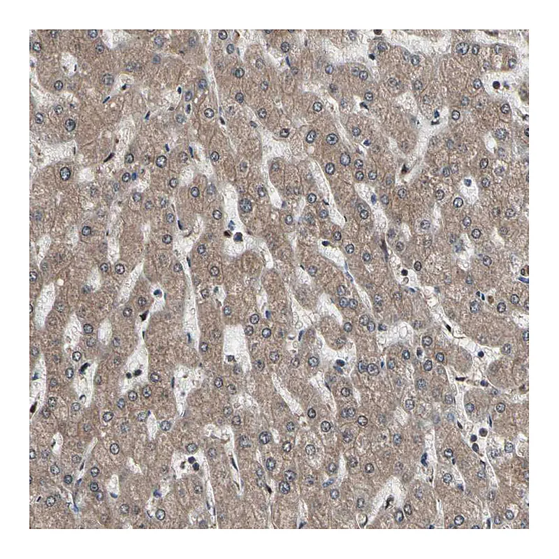 Atlas Antibodies Anti-PSMA2 Antibody