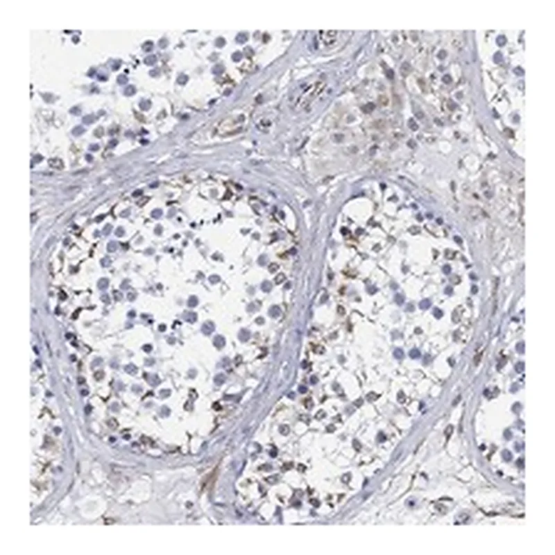 Atlas Antibodies Anti-PSKH2 Antibody