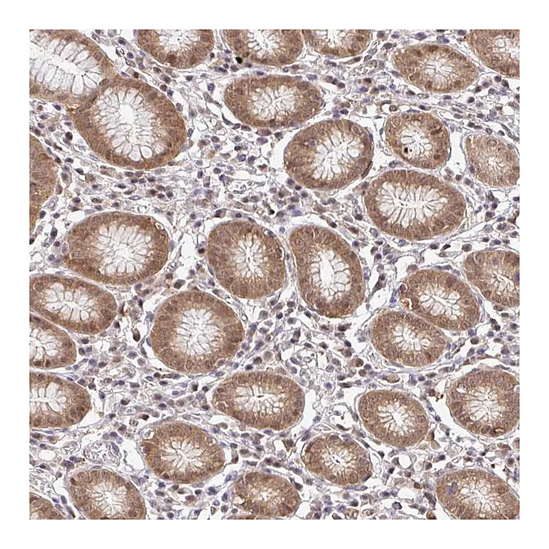 Atlas Antibodies Anti-PSMA4 Antibody