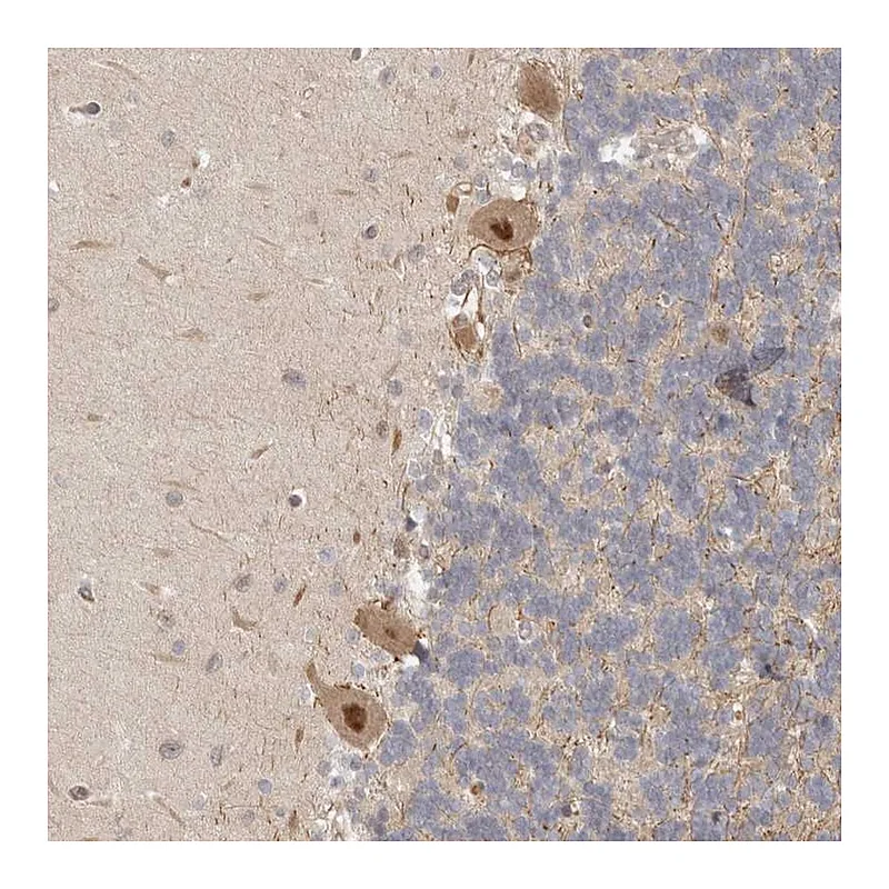 Atlas Antibodies Anti-PSMA5 Antibody