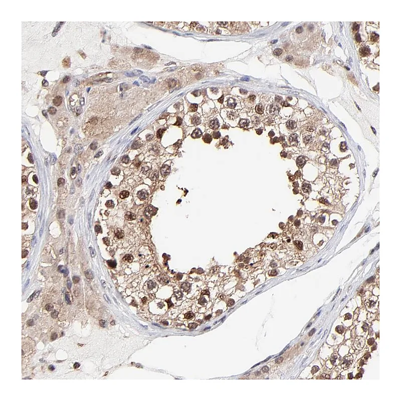 Atlas Antibodies Anti-PSMA6 Antibody