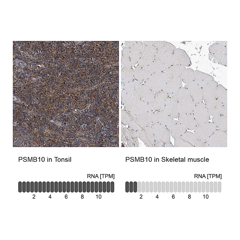 Atlas Antibodies Anti-PSMB10 Antibody