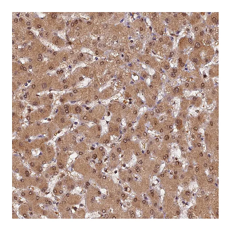 Atlas Antibodies Anti-PSMB3 Antibody