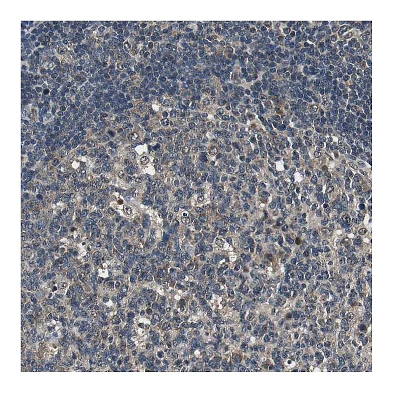 Atlas Antibodies Anti-PSMB4 Antibody