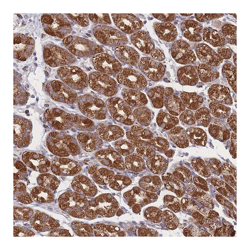 Atlas Antibodies Anti-PSMB3 Antibody