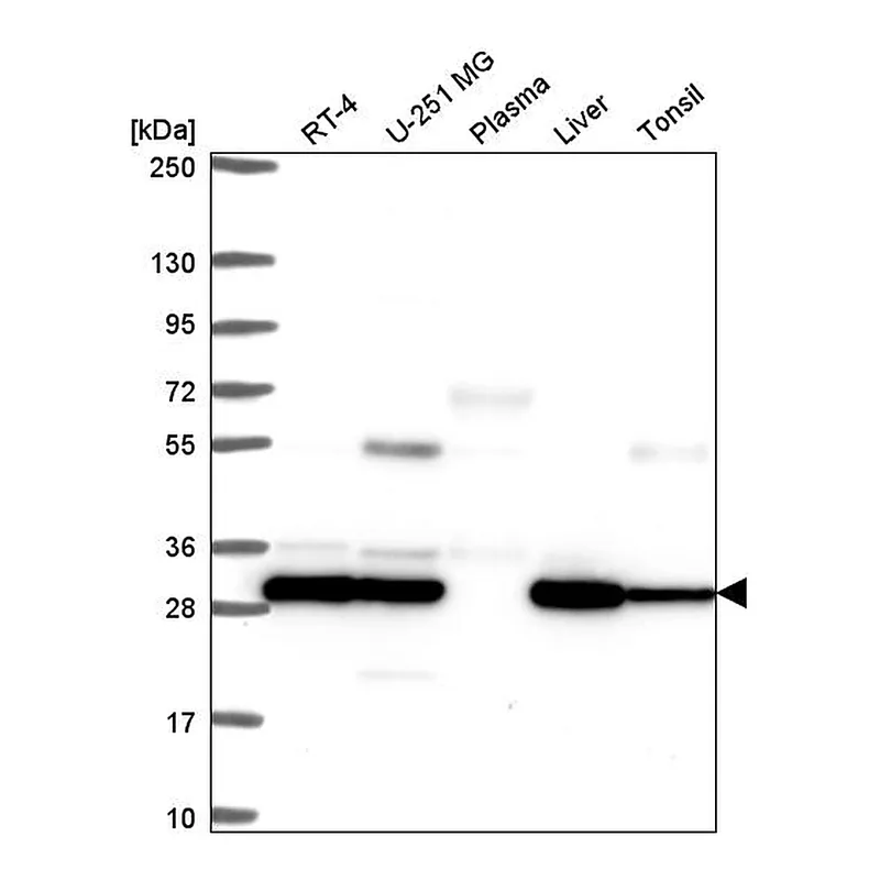 Atlas Antibodies Anti-PSMB7 Antibody