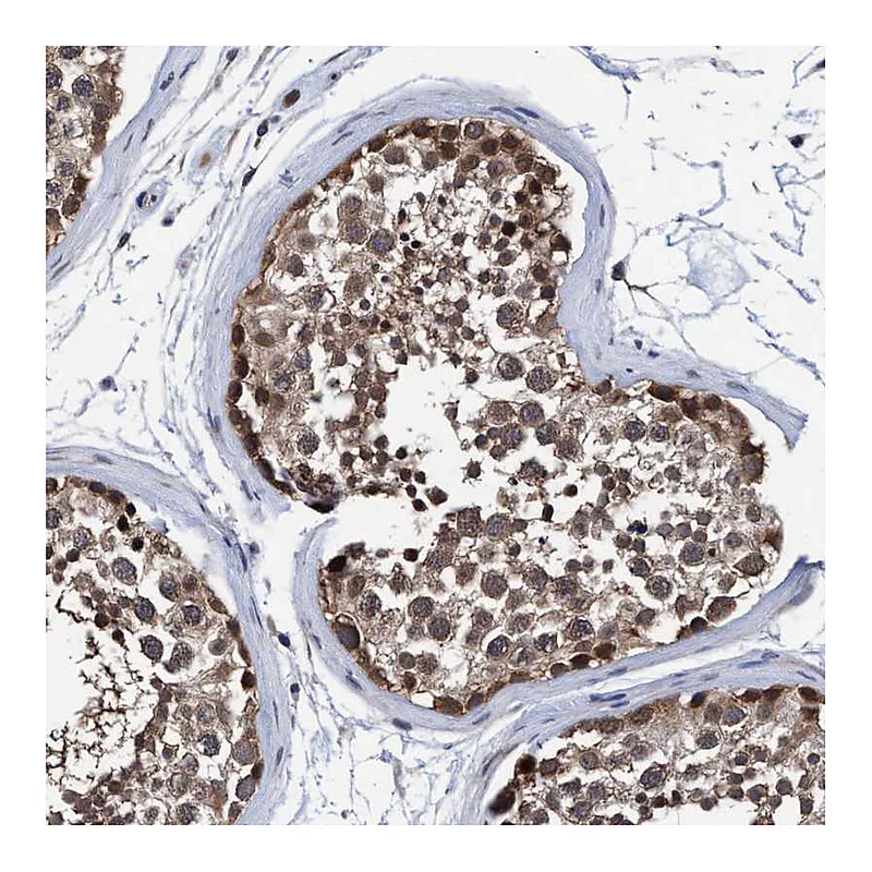 Atlas Antibodies Anti-PSMD12 Antibody