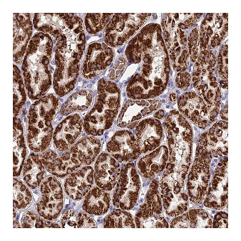 Atlas Antibodies Anti-PSMD2 Antibody