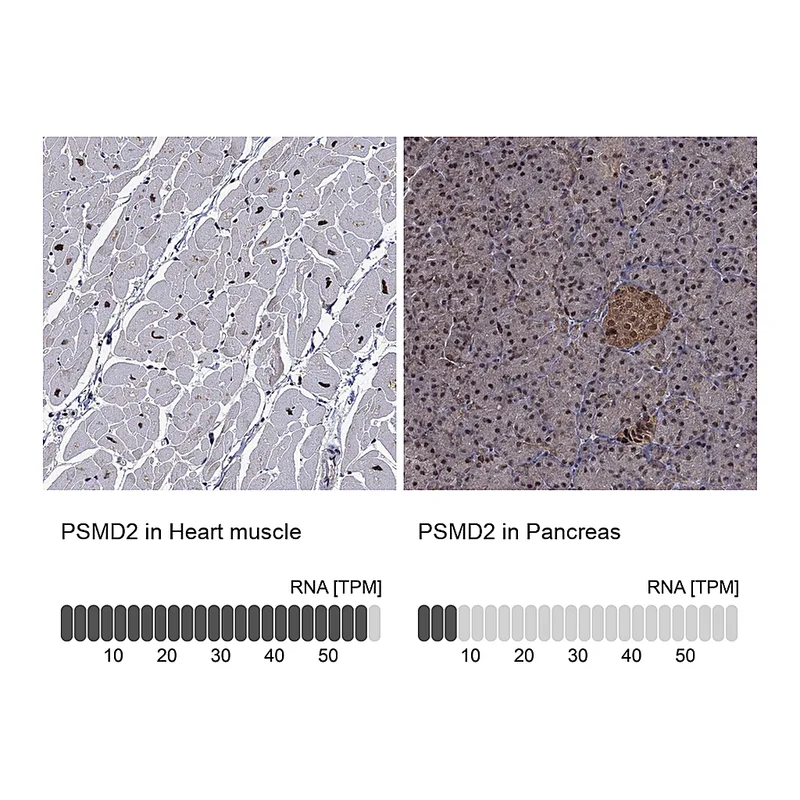 Atlas Antibodies Anti-PSMD2 Antibody