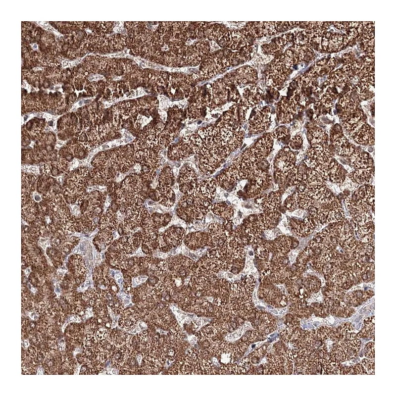 Atlas Antibodies Anti-PSMD6 Antibody