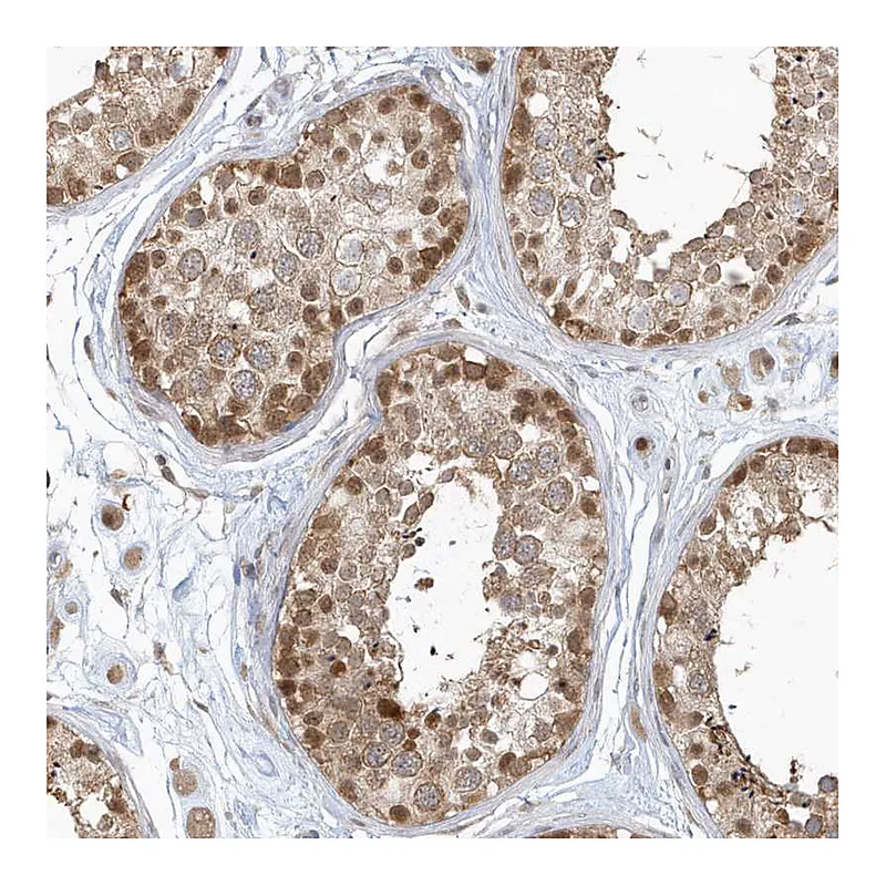 Atlas Antibodies Anti-PSMD6 Antibody