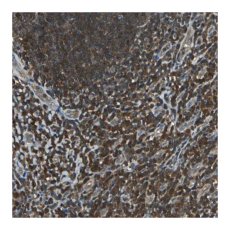 Atlas Antibodies Anti-PSME1 Antibody