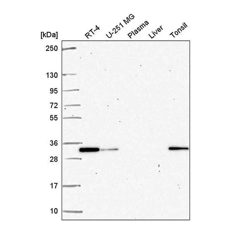 Atlas Antibodies Anti-PSME2 Antibody