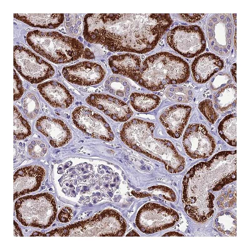 Atlas Antibodies Anti-PSMF1 Antibody