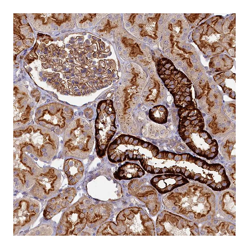 Atlas Antibodies Anti-PSMG2 Antibody
