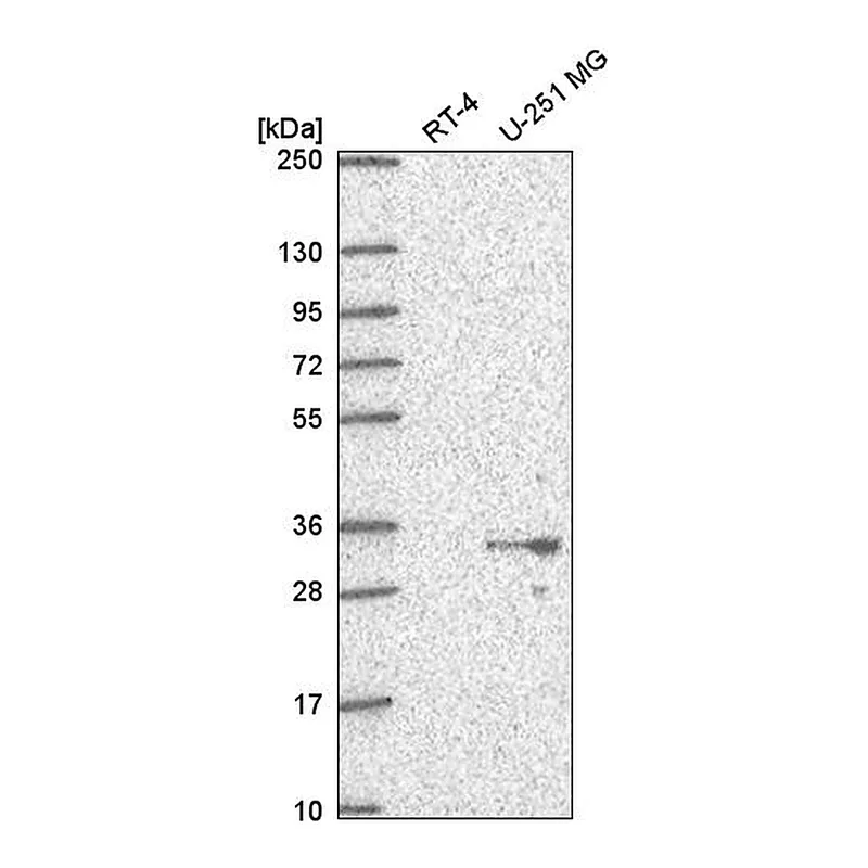 Atlas Antibodies Anti-PSMG1 Antibody