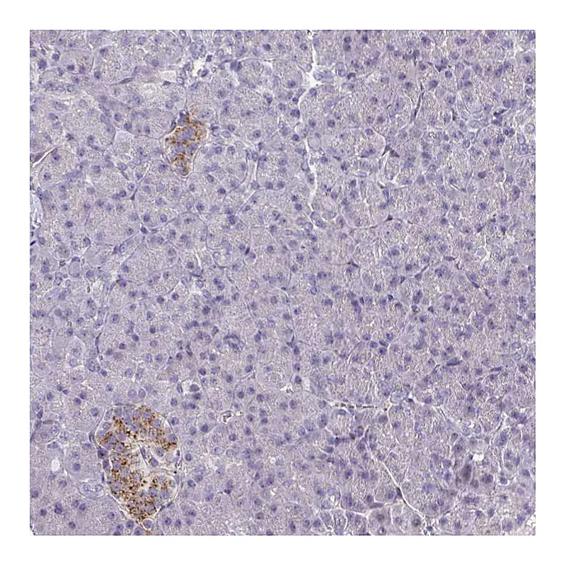 Atlas Antibodies Anti-PSMG1 Antibody