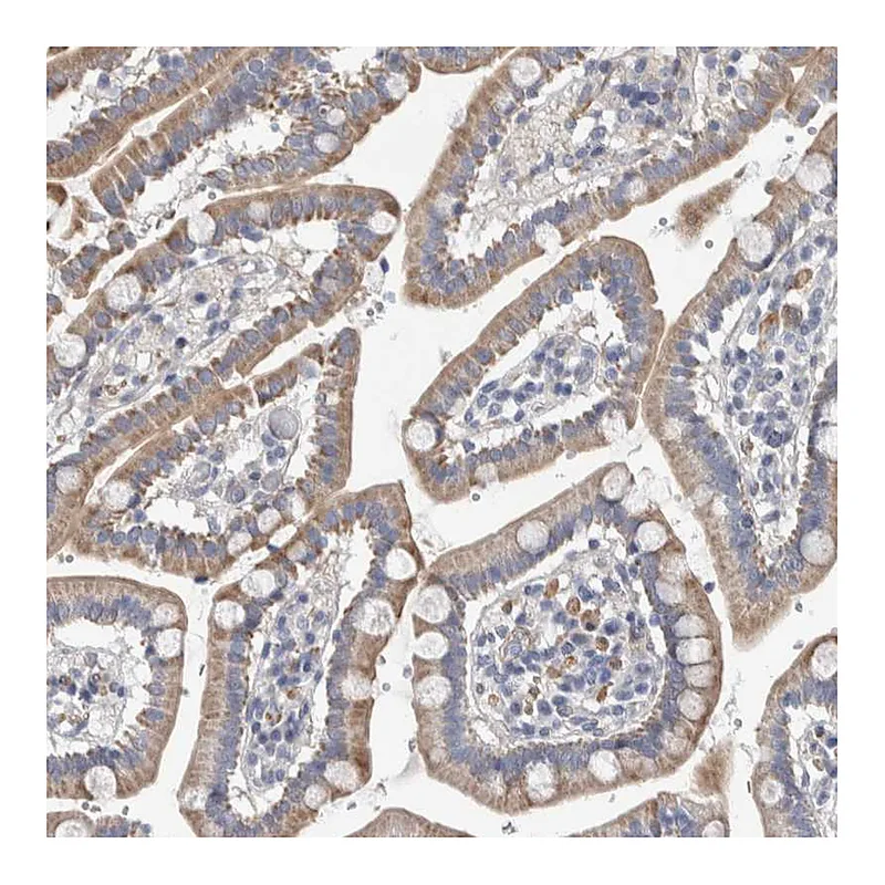 Atlas Antibodies Anti-PSMG3 Antibody