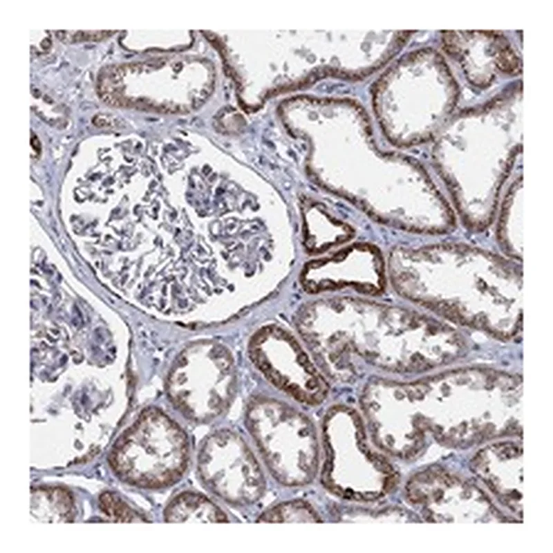 Atlas Antibodies Anti-PSMG4 Antibody