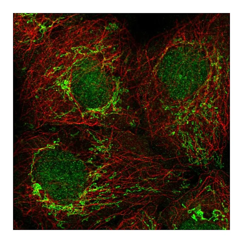 Atlas Antibodies Anti-PSMG4 Antibody