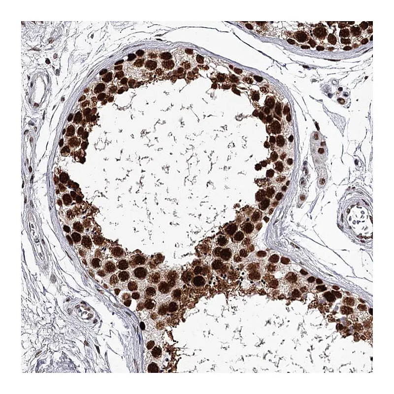 Atlas Antibodies Anti-PSPC1 Antibody
