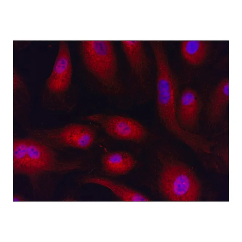 Merck Anti-RNF4 (176-190) antibody produced in rabbit