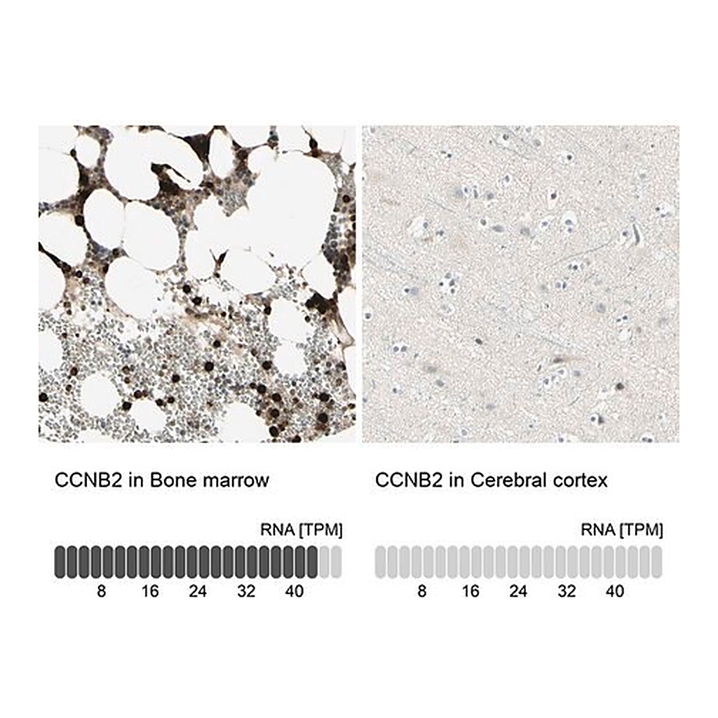 Merck Anti-CCNB2 antibody produced in rabbit